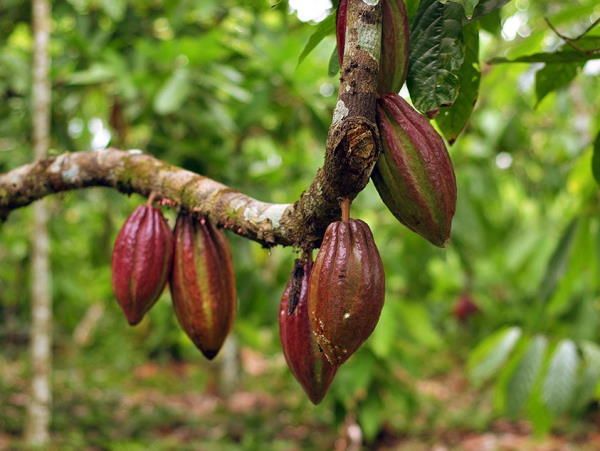 какао-дерево